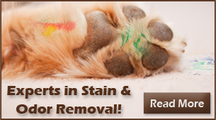 Pet Stain and Odor Removal Raleigh NC